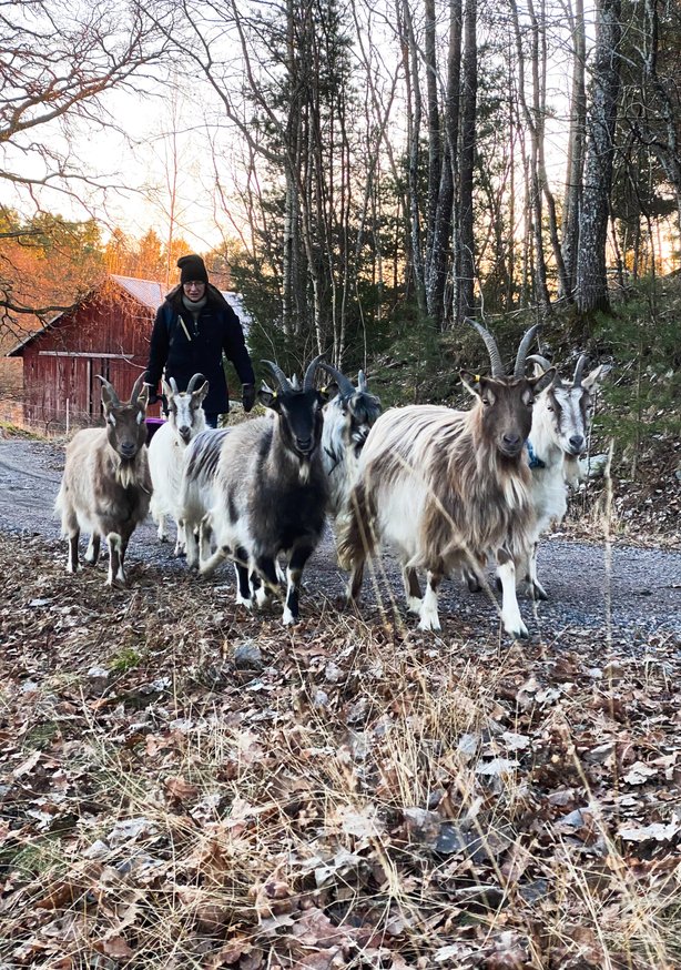 Flera getter och en person som går på en väg